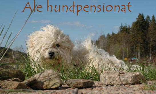 Ale Hundpensionat